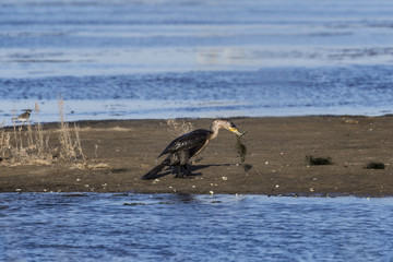 Cormorán grande (Phalacrocorax carbo), fuera del agua con anguila en el pico