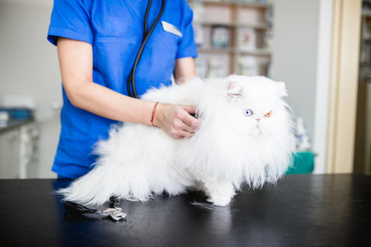 Beautiful white odd-eyed Persian cat at veterinary. Selective focus on hand.