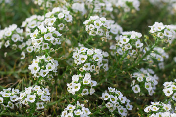 Fototapeta premium Floral background of flowering bush in blossom