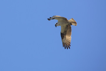 Osprey flying in a clear blue sky in central Florida.