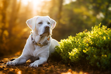 süßer weißer labrador retriever hund im wald bei sonnenuntergang
