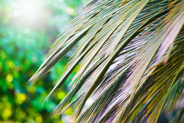 Thailand. Palm leaves