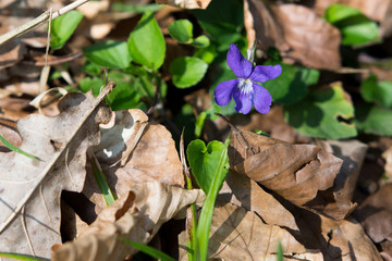 Lila Blume Im Frühling