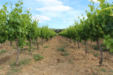 Fototapeta na wymiar vine vin des corbières