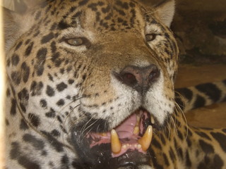 yaguarete jaguar leopardo felino 