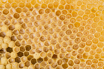 bee combs with bee eggs and young bees - drones