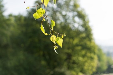 Leaves of the green tree. Slovakia