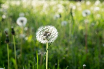 Dandelion in the grass during sunrise. Slovakia