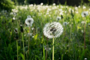 Dandelion in the grass during sunrise. Slovakia
