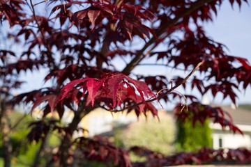 Leaves of the red maple tree. Slovakia