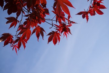 Leaves of the red maple tree. Slovakia