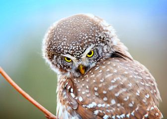 eurasian pygmy owl