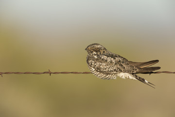 Common Nighthawk on barbed wire