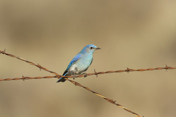 Moutain Bluebird on wire