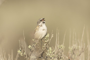 Sagebrush Sparrow