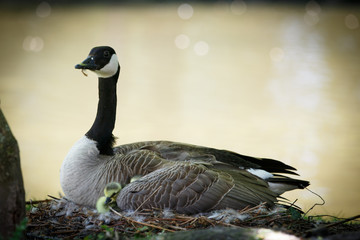 Wildgansküken