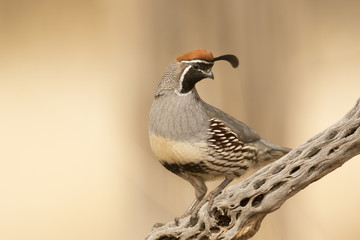 Gambel's Quail on Cactus