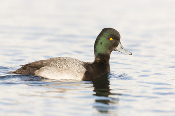Lesser Scaup Swimming