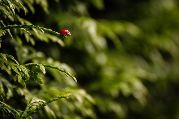 Marienkäfer auf einer Hecke