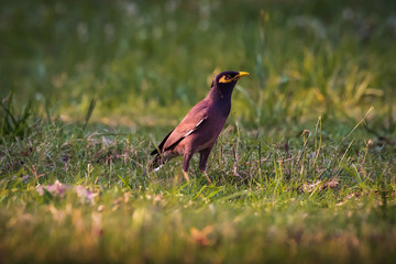 Bird