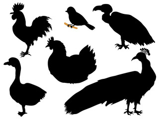 birds