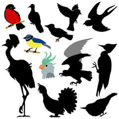 different birds