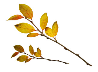 Autumn twigs with yellow leaves