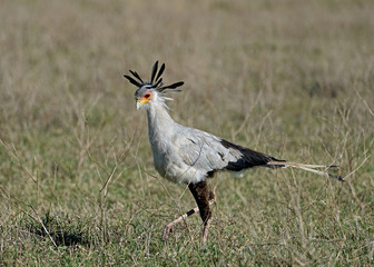 Secretarybird in Ngorongoro Crater, Tanzania