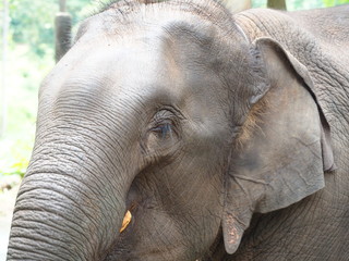 Fototapeta premium elephant in a hotel in Thailand