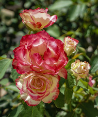 Roses