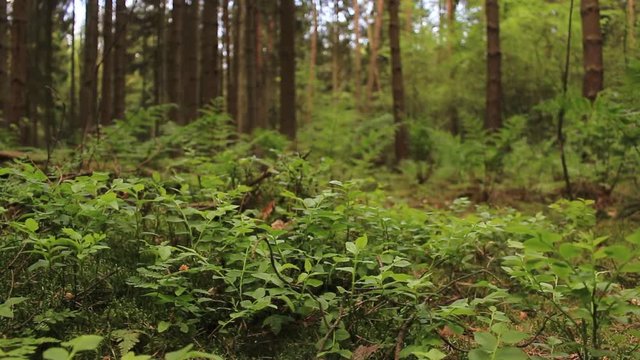european forest - dolly shot of beautiful green nature forest