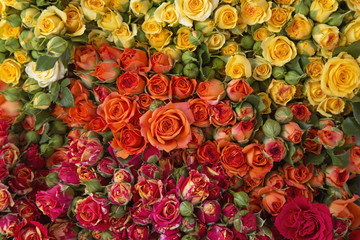 Colorful roses