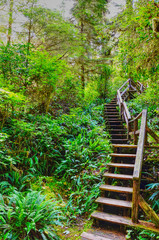 Rainforest Trail, Vancouver Island