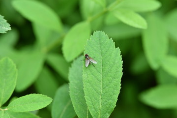 Fliege