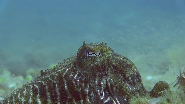 Costa Brava, diving the Mediterranean sea, Cuttlefish, Spain