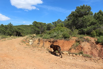 Obraz premium chien cane corso dans la pinède 