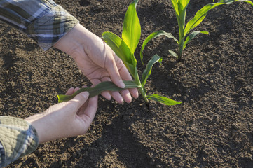 Farmer hand in corn field. Agricultural concept. © maticsandra