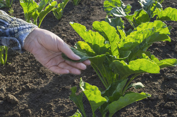 Farmer hand in sugar beet field.