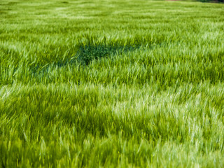 Gerstenfeld im Frühjahr