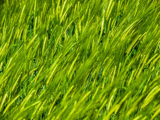 Gerstenfeld im Frühjahr