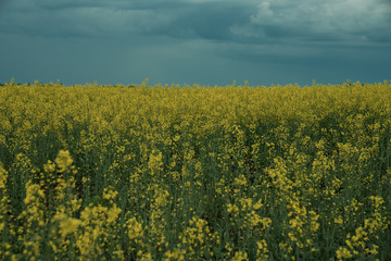 landscape, yellow field and cloudy blue dramatic sky