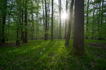 Świetlista dąbrowa, wiosenny las