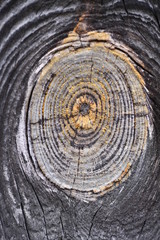 Fototapeta premium Wood