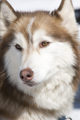 Red and White Siberian Husky Sled Dog