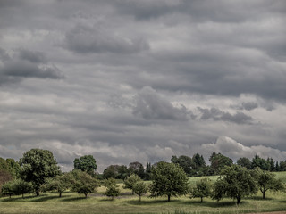 Obraz premium Baumgrunstück im Frühling