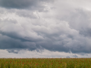 Gerstenfeld mit Klatschmohn