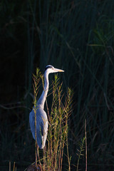 Grey heron in a spotlight