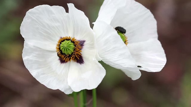 Chrysanthia nigricornis bugs on a white Papaver somniferum (opium poppy) wild flower in nature
