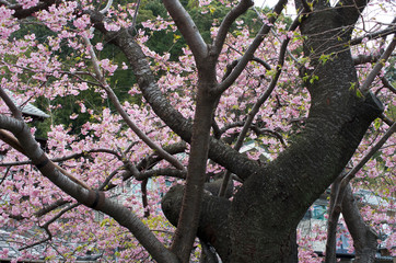 Kawazu cherry blossom in Minamiizu, Shizuoka Prefecture, Japan
