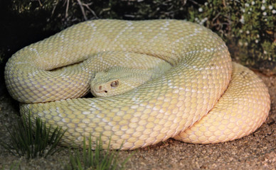 Albino Great Basin rattlesnake (Crotalus oreganus lutosus)